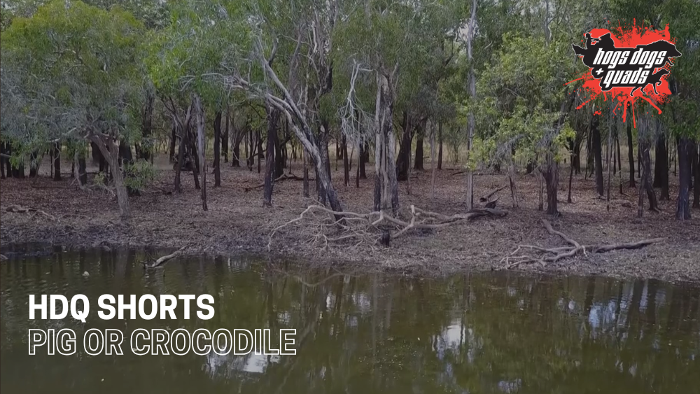 Load video: HDQ SHORTS: PIG OR CROCODILE
