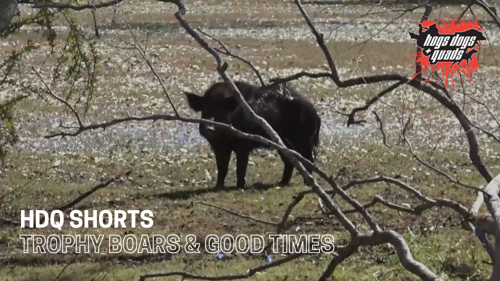 Load video: HOGS DOGS QUADS SHORTS: TROPY BOARS &amp; GOOD TIMES