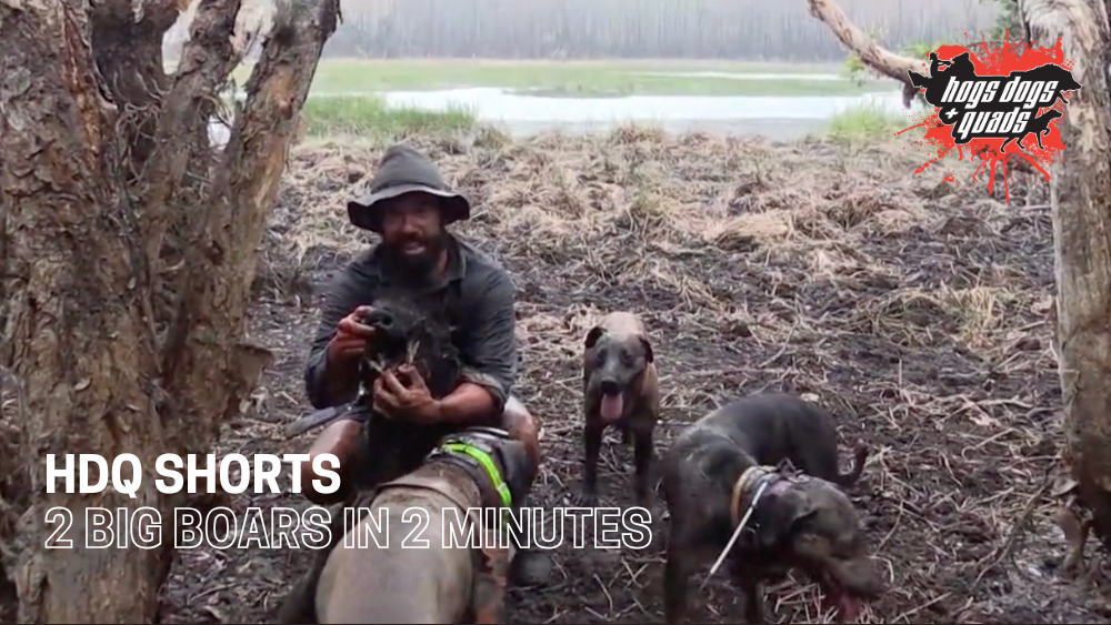 Load video: HDQ SHORTS: 2 BIG BOARS IN 2 MINUTES