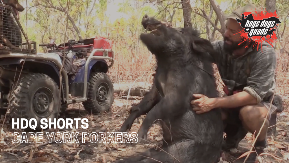 Load video: HDQ SHORTS: CAPE YORK PORKERS